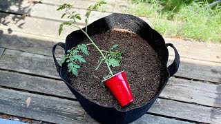 How To Grow Tomatoes in Grow Bags or Containers Part 1 Container Size Planting Hole Fertilizing [upl. by Medardas]