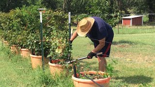 PRUNING FLORICANE BLACKBERRIES POST HARVEST  REMOVING THE OLD CANES [upl. by Ienttirb]