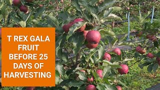 T REX GALA FRUIT PERFORMANCE ON M9 ROOTSTOCK25 DAYS OF HARVESTINGYEAR 2024 [upl. by Morita]