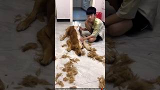 Boy Trimmed Half of His Dog’s Hairs shortsvideo [upl. by Aikaj20]