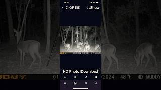 Views From The Deer Camera deer nature outdoors naturelovers whitetaildeer [upl. by Vardon]