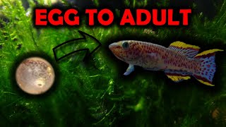 FROM EGG TO ADULT  Gardneri Killifish [upl. by Chaney]