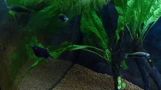 Xiphophorus helleri var black [upl. by Lyret]