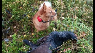 Capercaillie and black grouse hunting in the taiga forestTayga da orman horozu ve tavuğu avı [upl. by Arimihc]