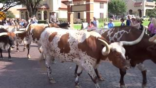 Fort Worth Texas  Stockyard Longhorn Cattle Drive [upl. by Race]