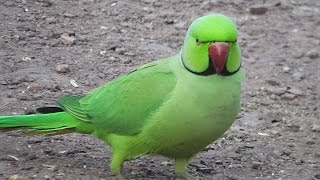 Pretty Indian Ringneck Parakeet •▽• [upl. by Airdnaed]