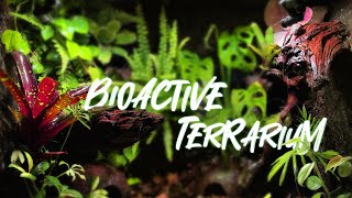 BIOACTIVE TERRARIUM Complete building [upl. by Feetal]