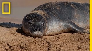 Crittercams Investigate Seal Mystery  National Geographic [upl. by Enisamoht807]