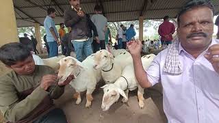 ಬಂಡೂರು ಕುರಿಗಳು  sheepfarming bandur sheep bandurkuri mandya [upl. by Dine]