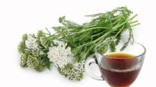 Yarrow Tea Health Benefits [upl. by Kirby]