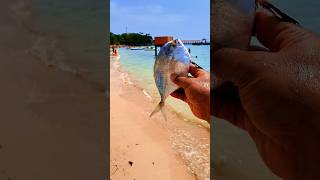 Found dead batfish kn the beach shorts shortvideo viralshorts [upl. by Frants]