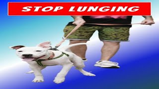 Reactive Dog Training  Positive Reinforcement Tips to Stop Lunging and Pulling [upl. by Yrallih665]