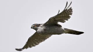 a nice walk around blashford lakes my first for 4 months plenty to see and the goshawk was a treat [upl. by Pearlman]