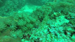 Filefish with lure over its head [upl. by Anoel645]