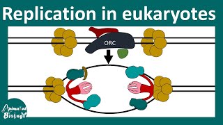 DNA replication in Eukaryotes  Prokaryotic vs Eukaryotic DNA replication  Molbio  CSIR NET [upl. by Callean]