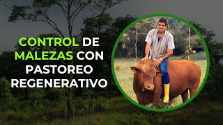 Control de Malezas con Pastoreo Regenerativo [upl. by Lattonia]