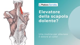 Dolore al collo basso 5 esercizi per sbloccare lelevatore della scapola Cosa centra la Postura [upl. by Courtland]