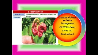 35 PATH 365 New Lec no 121 Diseases of Peachleaf curl [upl. by Emmery]