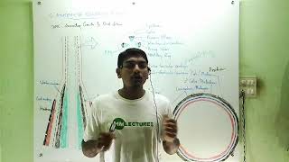 Secondary growth in dicot stem in Malayalam [upl. by Ruthy]