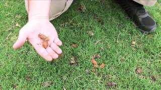 ArborNomics Aerating your Lawn Aeration or Aeration and Overseeding [upl. by Noslen]