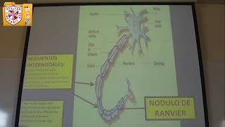 Histologia  Tejido Nervioso [upl. by Kuehn]