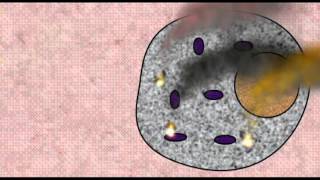 CANCER APOPTOSIS [upl. by Mussman]