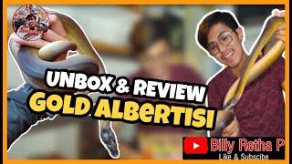 UNBOX amp REVIEW GOLD ALBERTISI PYHTON‼️ [upl. by Xever]