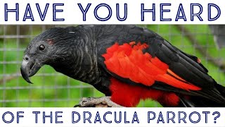 Have you heard of the Dracula Parrot [upl. by Relluf754]