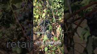 VITIS VINIFERA AKA GRAPE VINE [upl. by Alake]