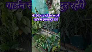 Best Insect prevent plants gardening terracegarden homegarden shorts [upl. by Nitfa]