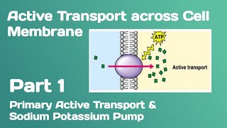 Active transport across Cell Membrane Primary active transport and Sodium Potassium pump [upl. by Aleras]