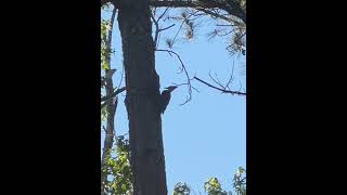 Pileated Woodpecker [upl. by Hereld8]