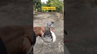 Irani pigeonshorts ytshorts viralvideo pigeon bird [upl. by Rodolph]