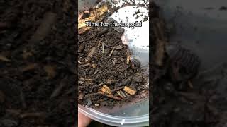 Isopod Terrarium  How To [upl. by Alrac]