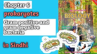 gram positive and gram negative bacteria class 11 biology Sindh board chapter 6 prokaryotes [upl. by Roslyn754]