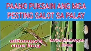 PANG CONTROL SA ULMOG AT RICE BUG NG PALAY [upl. by Clotilde]