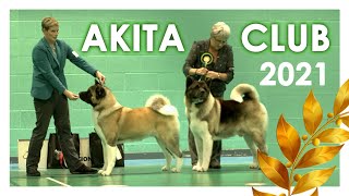 Akita Club 2021 [upl. by Jenei]