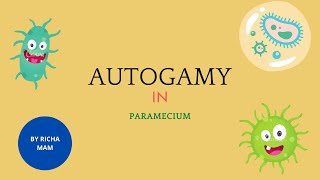 Autogamy in paramecium  full detail with diagram [upl. by Ennaylil]