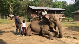 Elephant Ride at Chitwan National park  Meghauli Chitwan [upl. by Akinar]