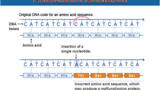 Frameshift Mutations [upl. by Dorcas]