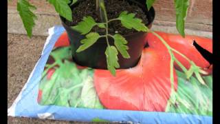 Planting Tomatoes in Grow Bags [upl. by Bijan]