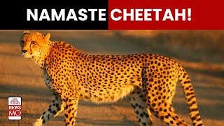 Rajdeep Sardesai Explains The Significance Of Return Of Cheetahs To Indian Soil After Seven Decades [upl. by Ahsenot]