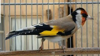 بتبتة ان لم يتفاعل معها فأنت تربي انثى جنونية وفيديو رائعcarduelis carduelis 😘 [upl. by Eirod891]