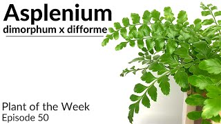 How To Care For Asplenium dimorphum x difforme Austral Gem Fern  Plant Of The Week Ep 50 [upl. by Adalard]