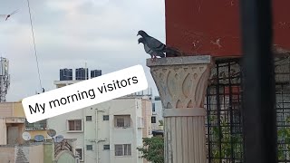 My morning visitors included a brown headed barbet youtubeshorts nature shortsfeed viralvideo [upl. by Amjan]