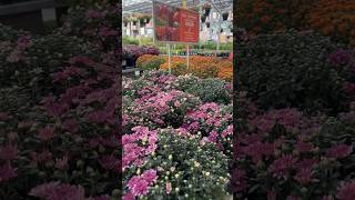 chrysanthemums are perennials that bloom in a variety of colors garden like subscribemychannel [upl. by Denis]