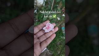 Rose care tips 💯✅ sukhe gulab ko kat de ✅😍 rose flowers trending plants shorts love nature [upl. by Ermina]