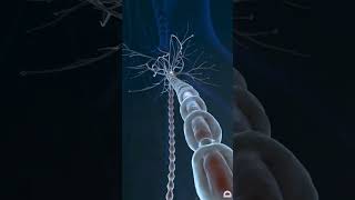 Neurone synapse in our brain 🧠biology neet aspirants science csirnet lifesciences growthbiology [upl. by Goodspeed664]