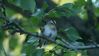 Goldencrowned Kinglet sitting still for 213 seconds [upl. by Gitel875]