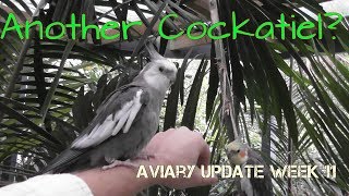 New Cockatiel  Pheasantasiam Update Week 11 2018 [upl. by Myrtle3]